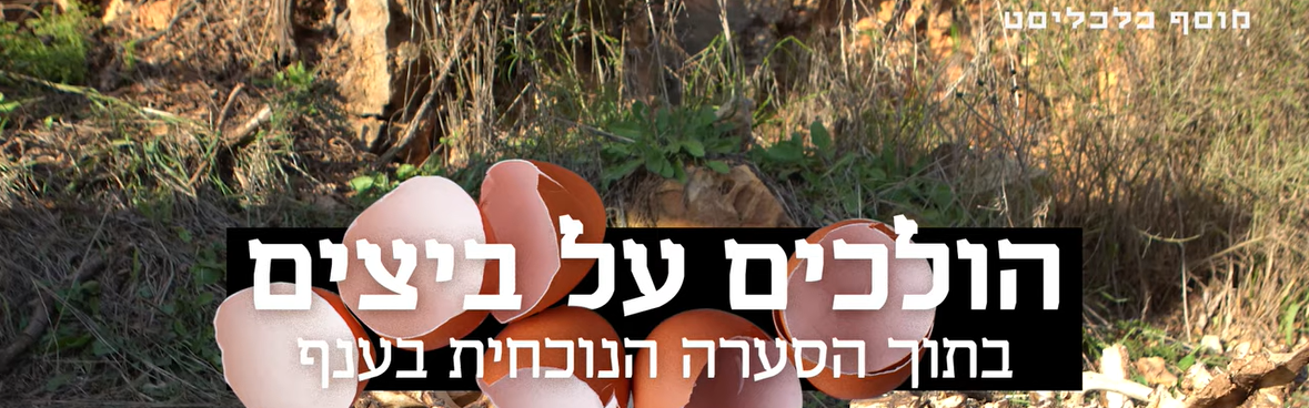 משחק צ'יקן